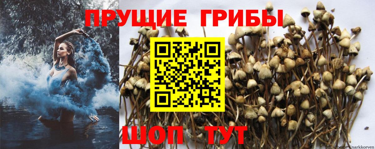 Псилоцибиновые грибы Cubensis Бузулук