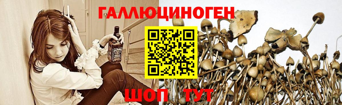 где можно купить   Бузулук  Псилоцибиновые грибы мухоморы 